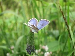 macro photo of Blue butterfly in the park