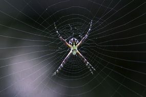 colorful tropical spider on the web