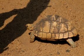 wild brown tortoise