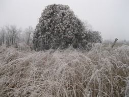 frosty plants at winter landscape