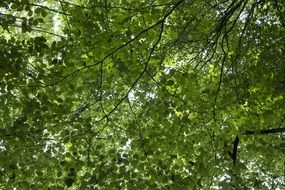 green crown of a tree in the Netherlands