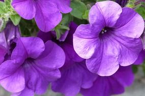 blooming purple buttercups in the garden