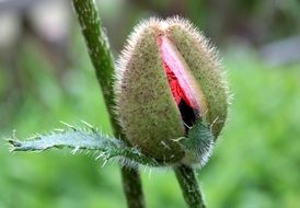 surprising beauty poppy bud