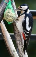 colorful woodpecker on a feeding trough on a blurred background