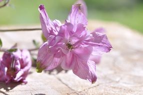delicate columbine blossoms
