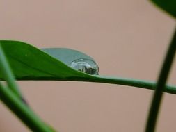 Big drop on a leaf