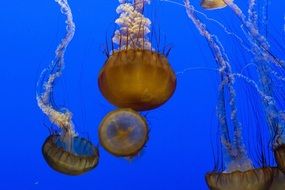 colorful jellyfish nature swimming