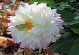 Butterfly on the white and pink flower