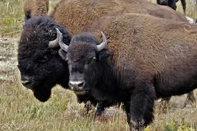 bison in the wild