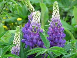 Blue flower in the flower garden