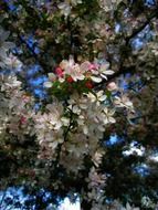 cherry blossom in spring against a blue sky