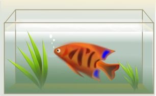 drawn fish in the aquarium