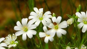 white primroses in a forest meadow
