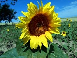 sunflower field in the summer sunshine