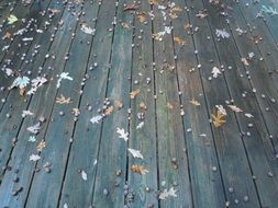 autumn leaves on deck