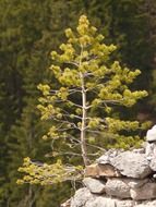 Small lonely pine tree on a rock in the forest