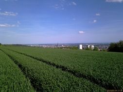 Field with green trees under the blue sky
