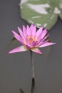 lotus flower water plant in the pond