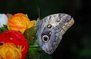 gray butterfly on a multicolored bouquet of roses