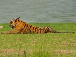 striped tiger resting on the green grass