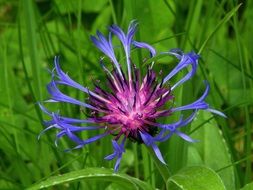 purple cornflower plant macro