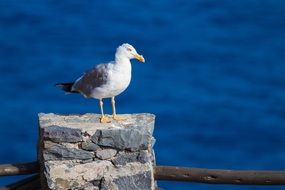 seagull on stone pile at water