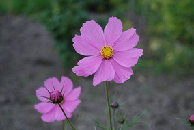 Photo of purple flowers