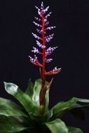 bromeliad flower closeup