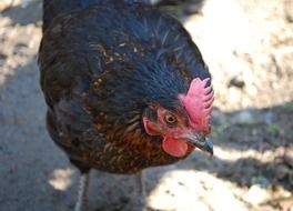 chicken bird outdoor closeup