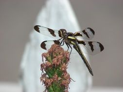 Close-up of the colorful dragonfly on colorful flowers