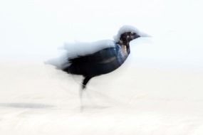 Blurred photos of birds on a white surface