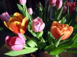bouquet of colorful tulips in the bright sun