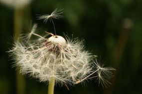 seeds of the dandelion close up