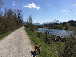 dog on the road along the river in germany
