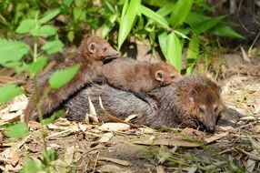 wild brown weasel family animals