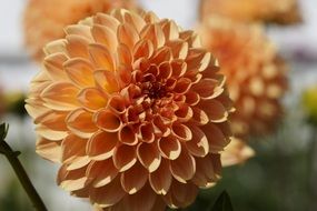 dahlia orange ball flower