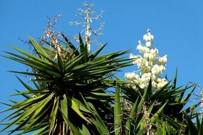 photo of white agave flower on a green bush