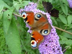 Peacock butterfly sits on small purple flowers