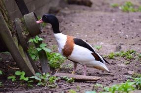 duck curious
