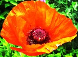 Red poppy on a green glade