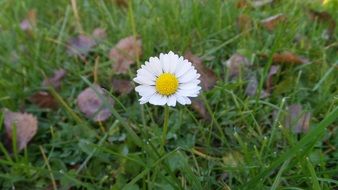 White and yellow daisy on the meadow