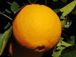 ripe orange fruit on tree