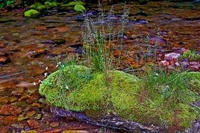 moss on the stream Kościeliski