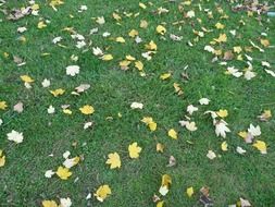 fallen autumn leaves on green grass