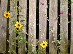 flowers at wooden fence