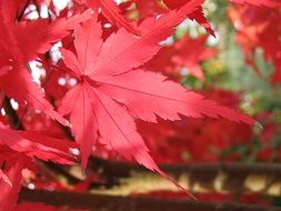 red maple foliage