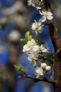 Flowering branch of apple tree close-up