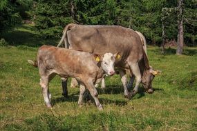 cow and calf is walking in the forest