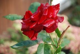 red flower with water drop