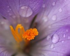macro view of wet crocus blossom